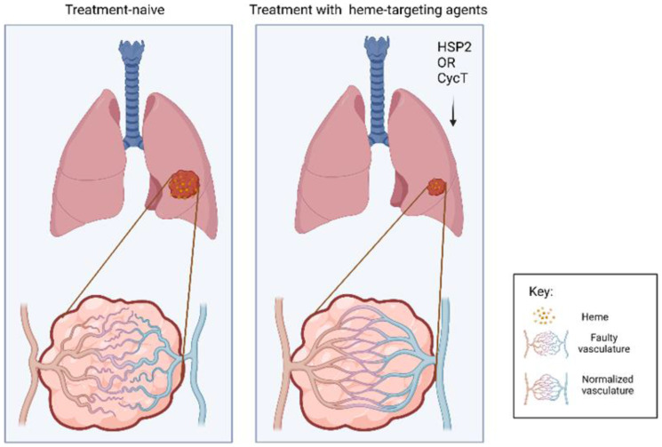 Modulation of heme and tumor vascular oxygenation- a novel strategy for lung cancer therapy.