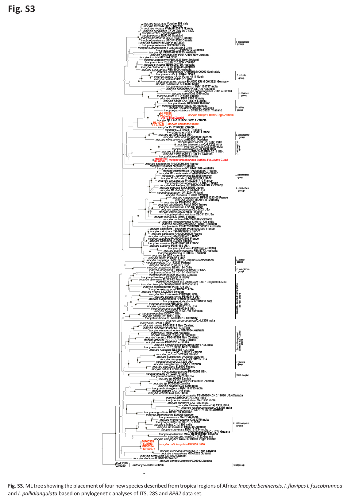 Four new nodulose-spored species of <i>Inocybe</i> (<i>Agaricales</i>) from West Africa.