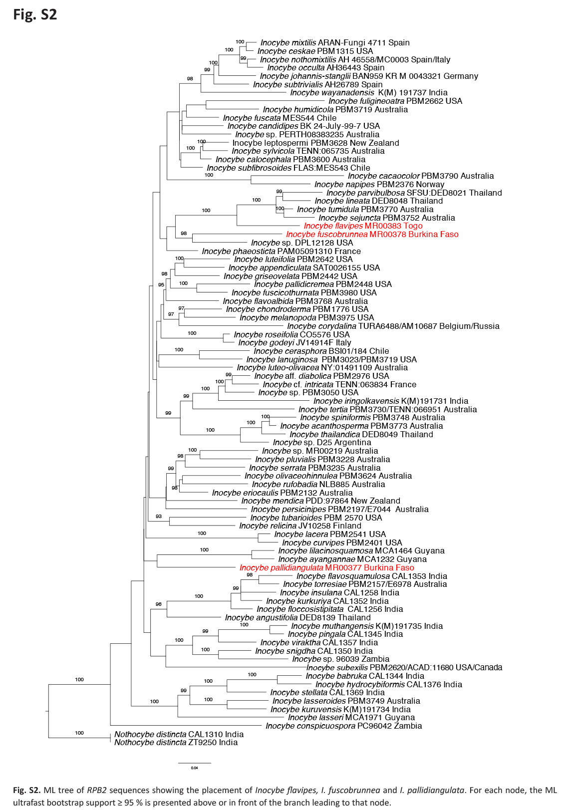 Four new nodulose-spored species of <i>Inocybe</i> (<i>Agaricales</i>) from West Africa.