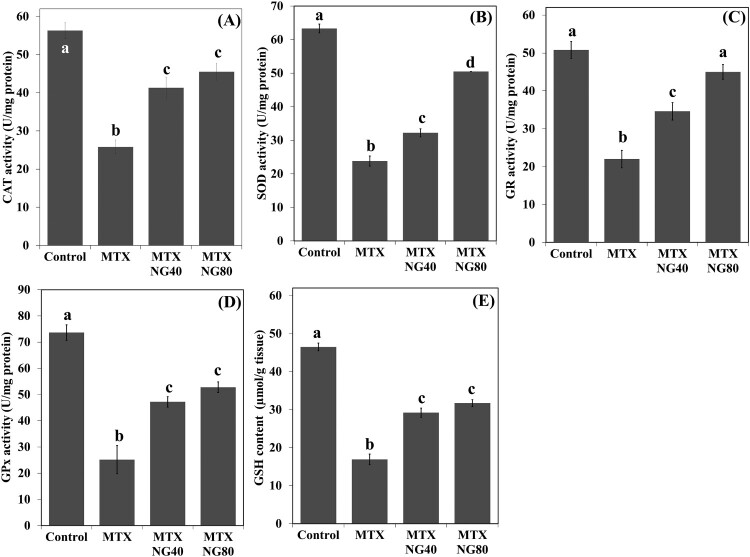 Beneficial role of naringin against methotrexate-induced injury to rat testes: biochemical and ultrastructural analyses.