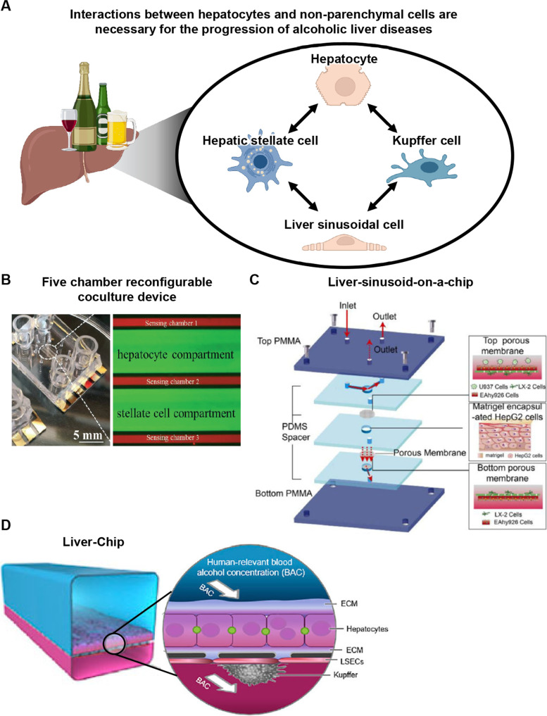 State-of-the-art liver disease research using liver-on-a-chip.