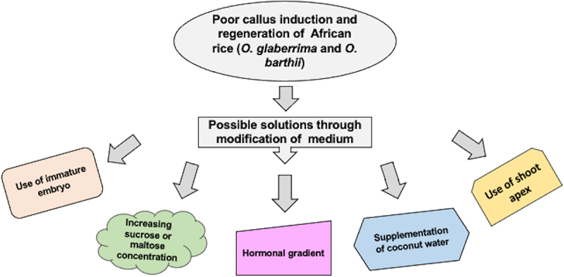 Challenges and prospects in using biotechnological interventions in <i>O. glaberrima</i>, an African cultivated rice.