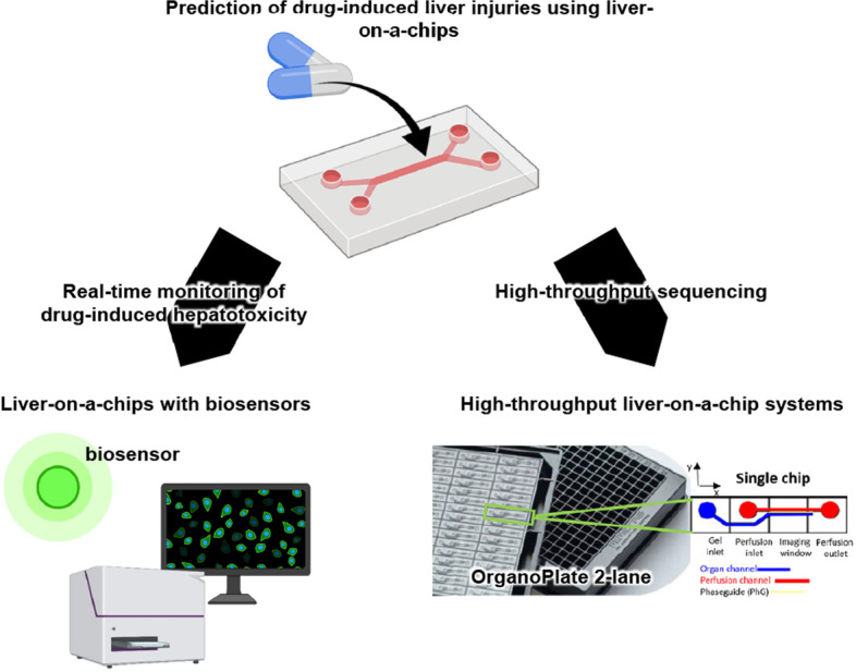 State-of-the-art liver disease research using liver-on-a-chip.