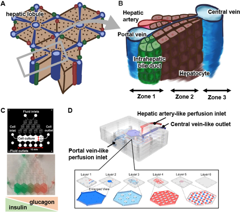 State-of-the-art liver disease research using liver-on-a-chip.