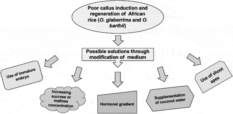 Challenges and prospects in using biotechnological interventions in <i>O. glaberrima</i>, an African cultivated rice.