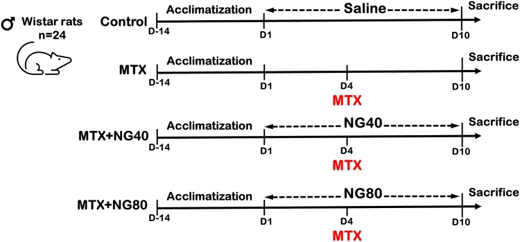 Beneficial role of naringin against methotrexate-induced injury to rat testes: biochemical and ultrastructural analyses.