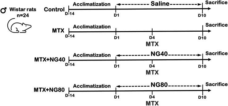 Beneficial role of naringin against methotrexate-induced injury to rat testes: biochemical and ultrastructural analyses.