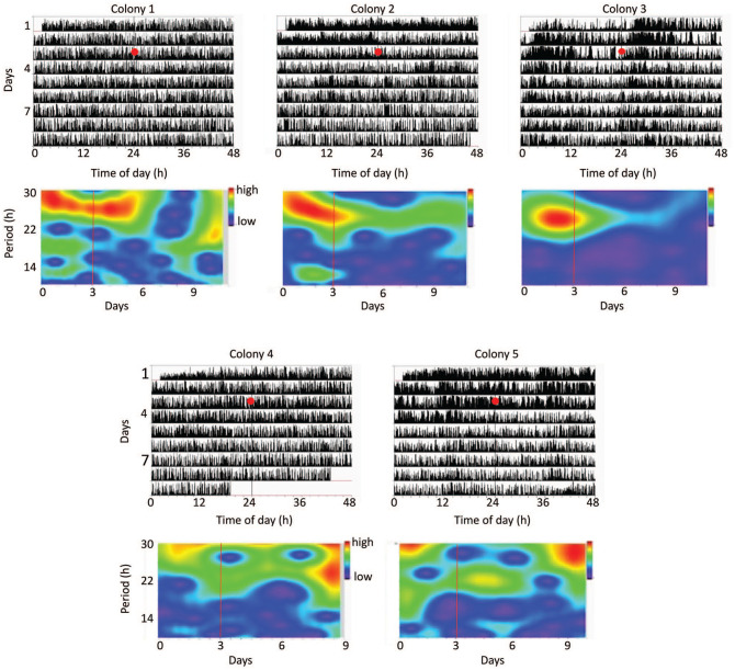 The Influences of Illumination Regime on Egg-laying Rhythms of Honey Bee Queens.