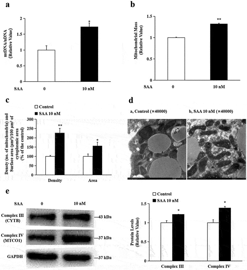 Salvianolic acid A promotes mitochondrial biogenesis and mitochondrial function in 3T3-L1 adipocytes through regulation of the AMPK-PGC1α signalling pathway.