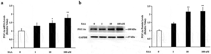 Salvianolic acid A promotes mitochondrial biogenesis and mitochondrial function in 3T3-L1 adipocytes through regulation of the AMPK-PGC1α signalling pathway.