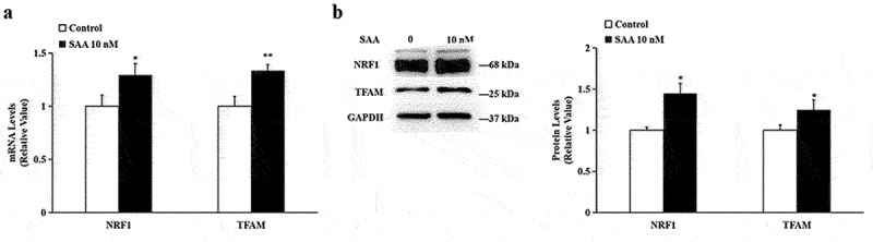 Salvianolic acid A promotes mitochondrial biogenesis and mitochondrial function in 3T3-L1 adipocytes through regulation of the AMPK-PGC1α signalling pathway.