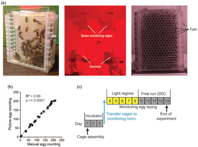 The Influences of Illumination Regime on Egg-laying Rhythms of Honey Bee Queens.