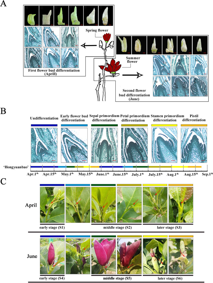 Metabolic analysis of the regulatory mechanism of sugars on secondary flowering in Magnolia.