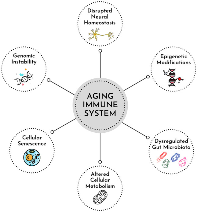 Immune Memory in Aging: a Wide Perspective Covering Microbiota, Brain, Metabolism, and Epigenetics.