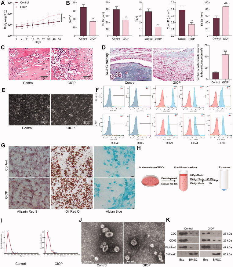 <i>Morinda officinalis</i> polysaccharide enable suppression of osteoclastic differentiation by exosomes derived from rat mesenchymal stem cells.