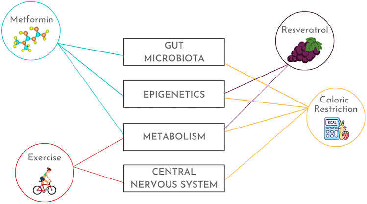 Immune Memory in Aging: a Wide Perspective Covering Microbiota, Brain, Metabolism, and Epigenetics.