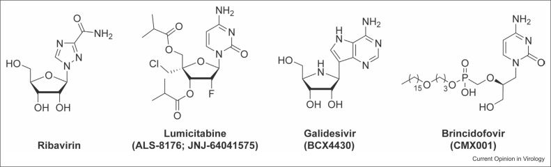 Nucleoside analogs for management of respiratory virus infections: mechanism of action and clinical efficacy