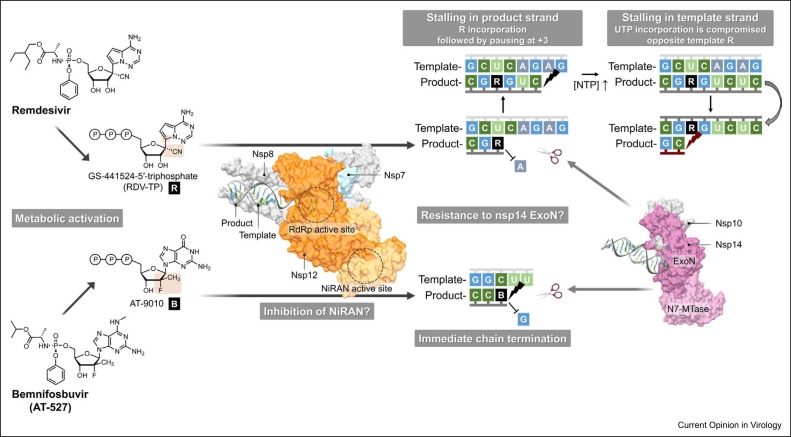 Nucleoside analogs for management of respiratory virus infections: mechanism of action and clinical efficacy