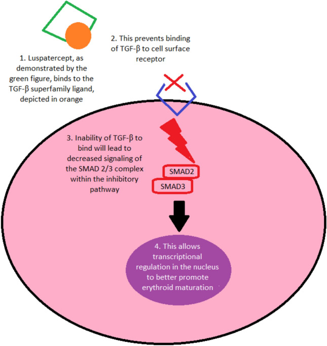 Luspatercept in Low-Risk Myelodysplastic Syndrome: A Real-World Single Institution Case Series.