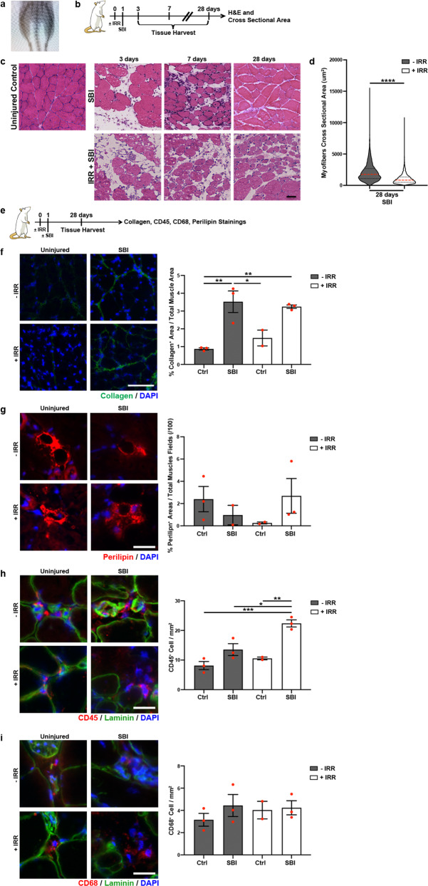 Muscle stem cells and fibro-adipogenic progenitors in female pelvic floor muscle regeneration following birth injury.