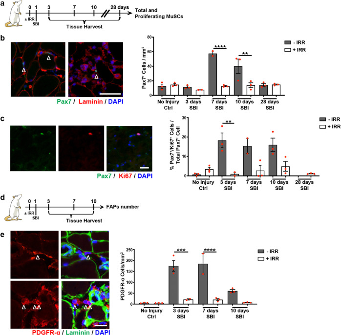 Muscle stem cells and fibro-adipogenic progenitors in female pelvic floor muscle regeneration following birth injury.