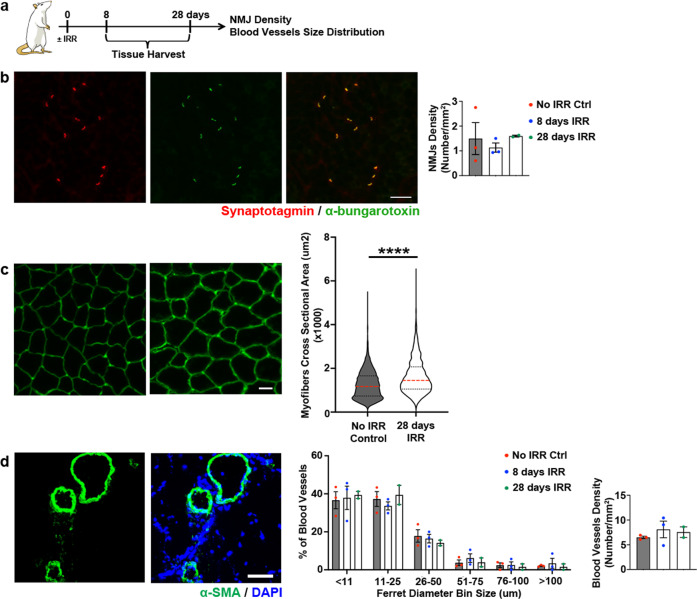 Muscle stem cells and fibro-adipogenic progenitors in female pelvic floor muscle regeneration following birth injury.