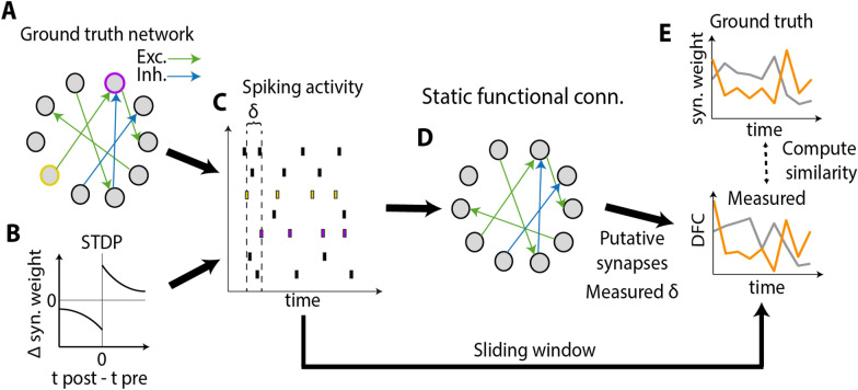 Inferring the temporal evolution of synaptic weights from dynamic functional connectivity.