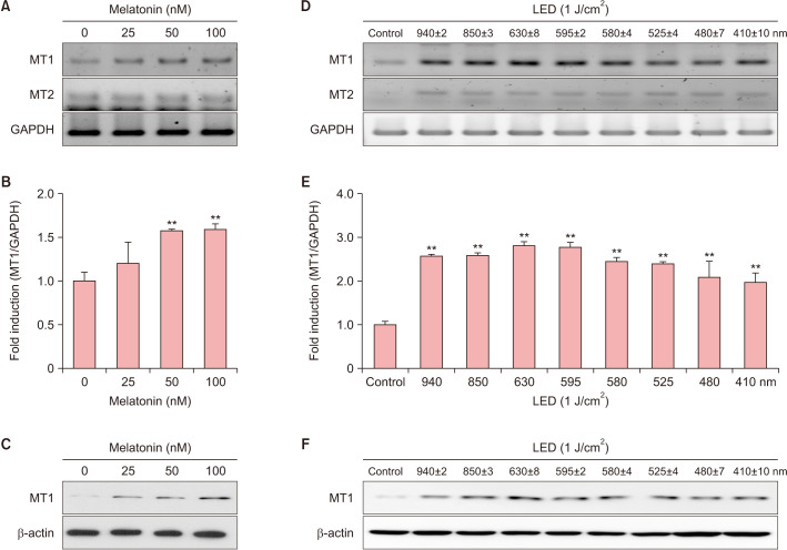 Cutaneous Photorejuvenation of Light Emitting Diodes via the Melatonin Membrane Receptor Pathway.