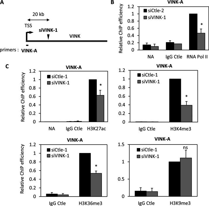 Small Interfering RNAs Targeting a Chromatin-Associated RNA Induce Its Transcriptional Silencing in Human Cells.