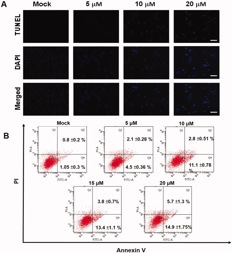 Investigation of cell cytotoxic activity and molecular mechanism of 5β,19-epoxycucurbita-6,23(<i>E</i>)-diene-3β,19(<i>R</i>),25-triol isolated from <i>Momordica charantia</i> on hepatoma cells.