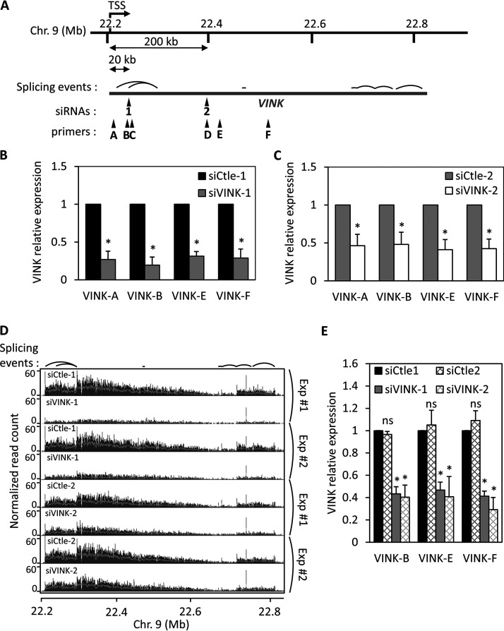 Small Interfering RNAs Targeting a Chromatin-Associated RNA Induce Its Transcriptional Silencing in Human Cells.