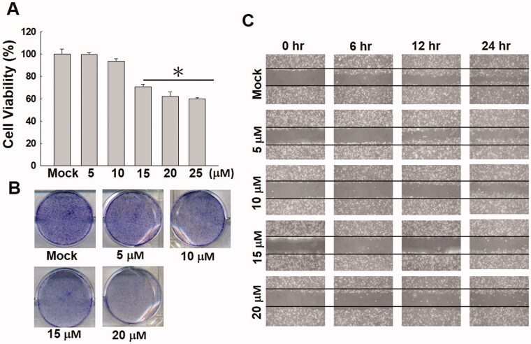 Investigation of cell cytotoxic activity and molecular mechanism of 5β,19-epoxycucurbita-6,23(<i>E</i>)-diene-3β,19(<i>R</i>),25-triol isolated from <i>Momordica charantia</i> on hepatoma cells.