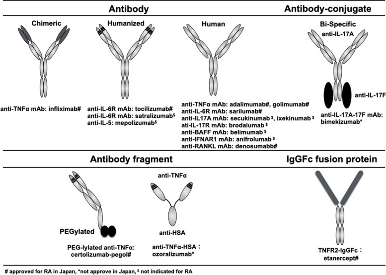 Cytokines and cytokine receptors as targets of immune-mediated inflammatory diseases-RA as a role model.