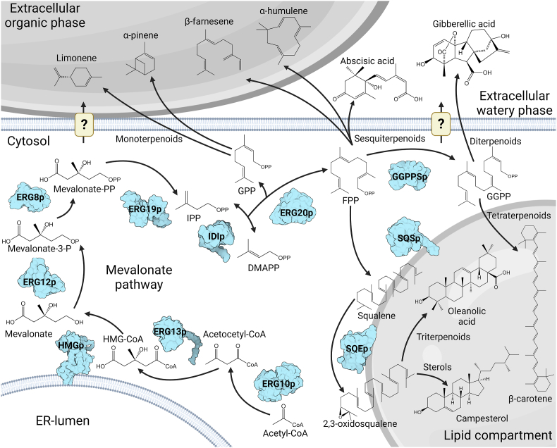 Engineering of Yarrowia lipolytica for terpenoid production