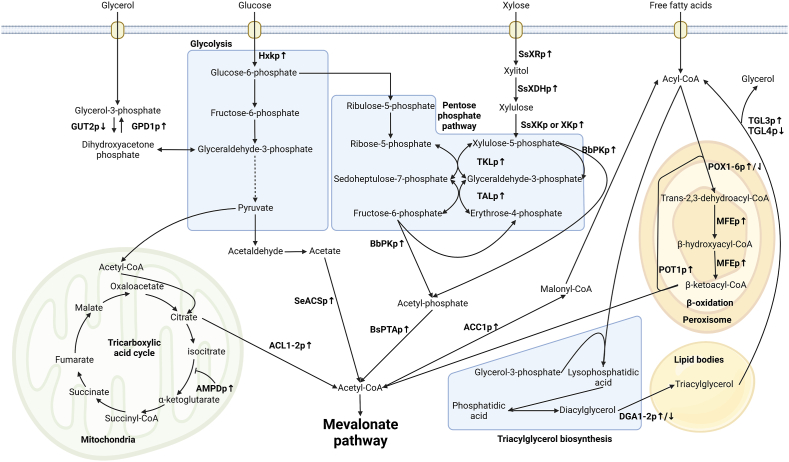 Engineering of Yarrowia lipolytica for terpenoid production