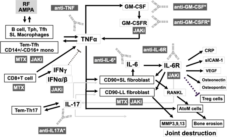 Cytokines and cytokine receptors as targets of immune-mediated inflammatory diseases-RA as a role model.