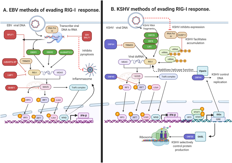 The oncogenic gamma herpesviruses Epstein-Barr virus (EBV) and Kaposi's sarcoma-associated herpesvirus (KSHV) hijack retinoic acid-inducible gene I (RIG-I) facilitating both viral and tumour immune evasion