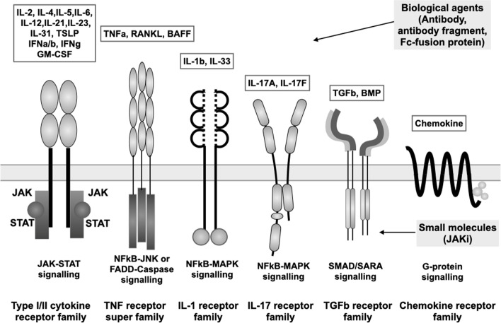 Cytokines and cytokine receptors as targets of immune-mediated inflammatory diseases-RA as a role model.