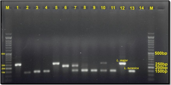 First Report of Natural Infection of <i>Phlebotomus mongolensis</i> to <i>Leishmania major</i> and <i>Leishmania turanica</i> in the Endemic Foci of Zoonotic Cutaneous Leishmaniasis in Iran.