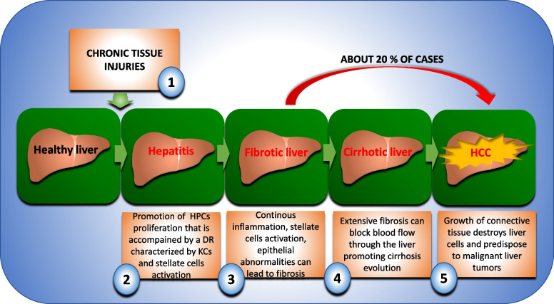 Role of the Hippo pathway in liver regeneration and repair: recent advances.