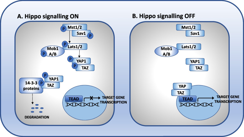 Role of the Hippo pathway in liver regeneration and repair: recent advances.