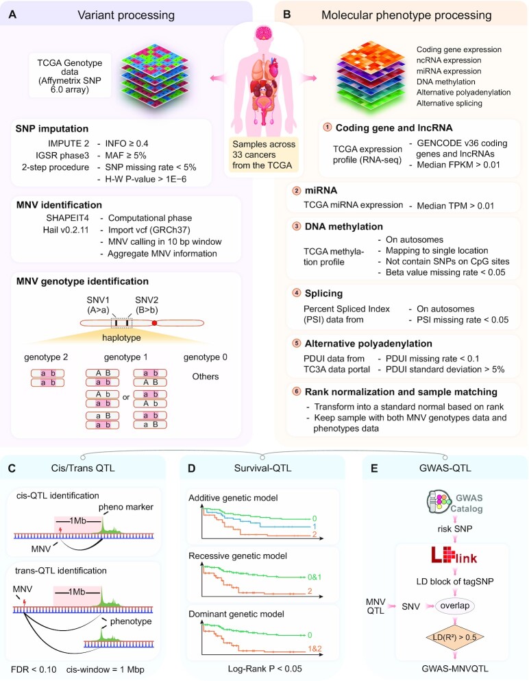 Pancan-MNVQTLdb: systematic identification of multi-nucleotide variant quantitative trait loci in 33 cancer types.