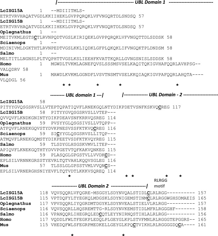 Identification of two ISG15 homologues involved in host immune response against RGNNV in Asian seabass (Lates calcarifer)