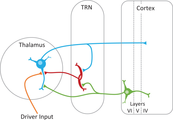 The role of thalamic group II mGlu receptors in health and disease.