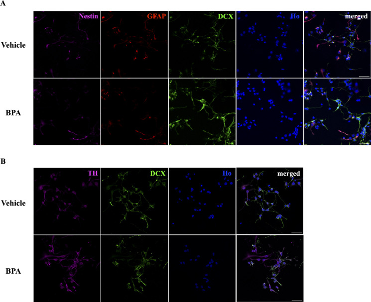 Low Doses of Bisphenol A Disrupt Neuronal Differentiation of Human Neuronal Stem/Progenitor Cells.