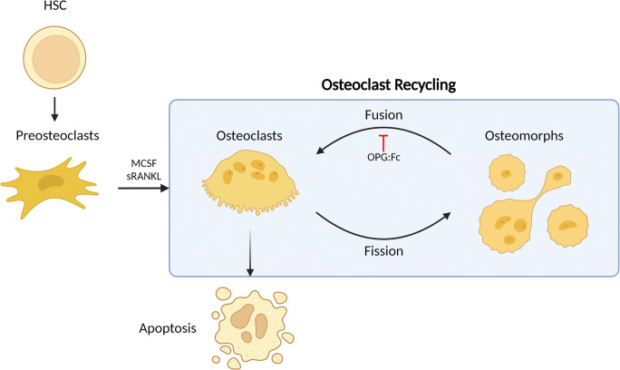 Osteoclast Recycling and the Rebound Phenomenon Following Denosumab Discontinuation.