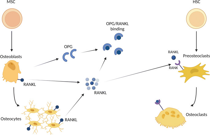 Osteoclast Recycling and the Rebound Phenomenon Following Denosumab Discontinuation.