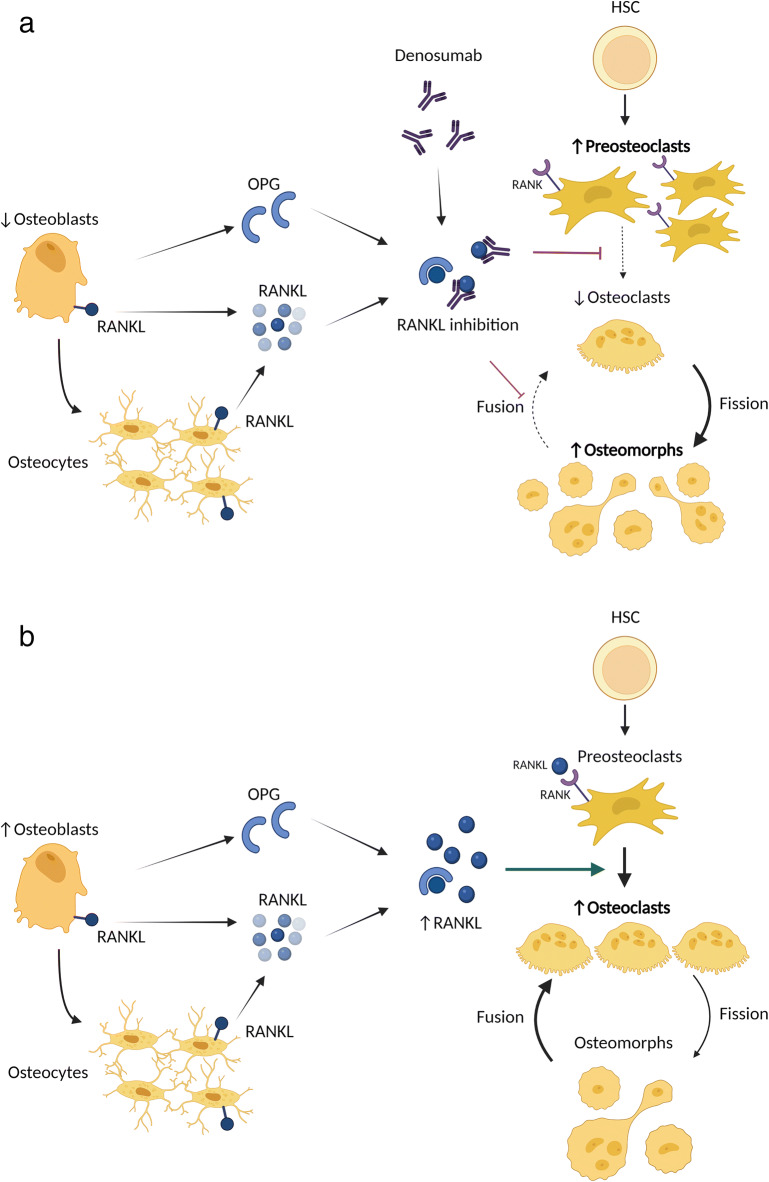 Osteoclast Recycling and the Rebound Phenomenon Following Denosumab Discontinuation.