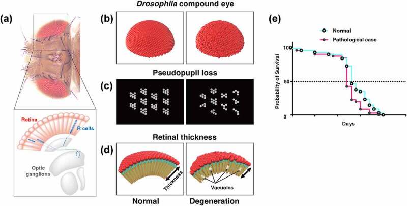 Studies of neurodegenerative diseases using <i>Drosophila</i> and the development of novel approaches for their analysis.