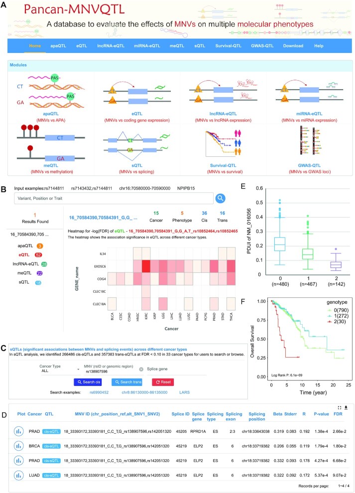 Pancan-MNVQTLdb: systematic identification of multi-nucleotide variant quantitative trait loci in 33 cancer types.